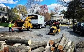 How Our Tree Care Process Works  in  Roaring Spring, PA