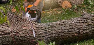 Best Tree Maintenance Programs  in Roaring Spring, PA