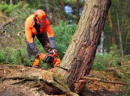 Best Tree Mulching  in Roaring Spring, PA