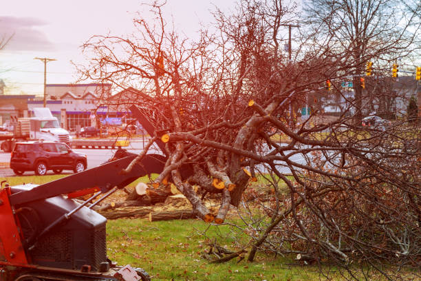 Best Tree Health Inspection  in Roaring Spring, PA