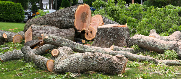  Roaring Spring, PA Tree Care Pros