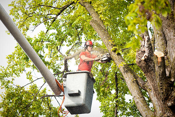 Best Tree Removal  in Roaring Spring, PA