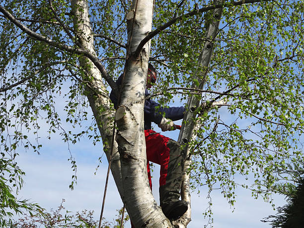 Best Commercial Tree Services  in Roaring Spring, PA