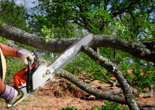 Best Seasonal Cleanup (Spring/Fall)  in Roaring Spring, PA